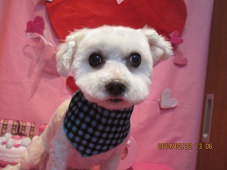 ファイル 7155-2.jpg