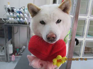 ファイル 7166-1.jpg