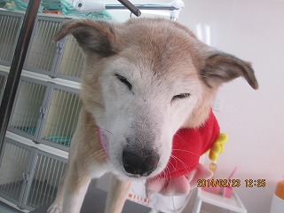 ファイル 7174-1.jpg