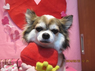 ファイル 7177-1.jpg