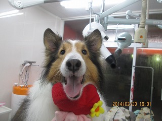 ファイル 7181-1.jpg