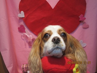 ファイル 7183-1.jpg