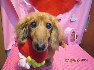 ファイル 7197-1.jpg