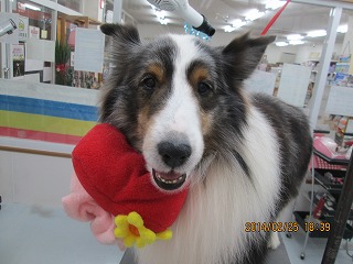 ファイル 7198-1.jpg