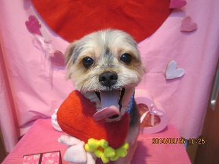 ファイル 7206-1.jpg