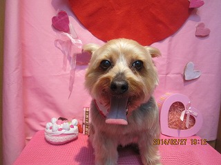 ファイル 7217-2.jpg