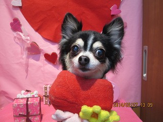 ファイル 7219-1.jpg