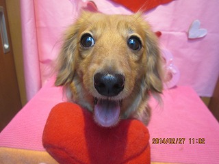 ファイル 7220-1.jpg