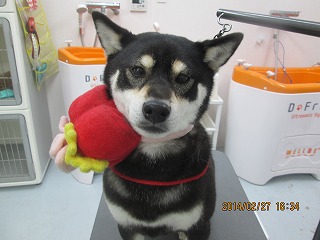 ファイル 7221-1.jpg