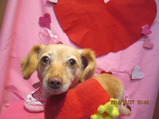 ファイル 7223-1.jpg