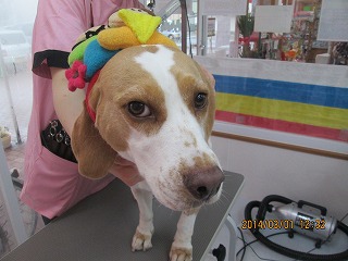 ファイル 7237-1.jpg