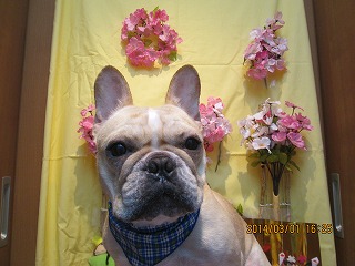 ファイル 7242-2.jpg