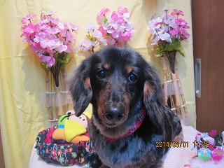 ファイル 7247-2.jpg