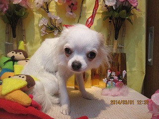 ファイル 7252-2.jpg