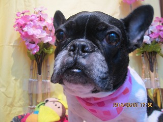 ファイル 7255-2.jpg