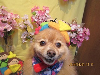 ファイル 7256-1.jpg