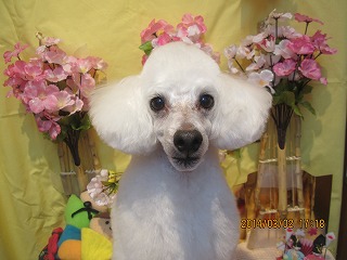 ファイル 7260-2.jpg