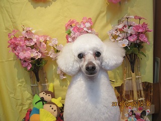 ファイル 7261-1.jpg