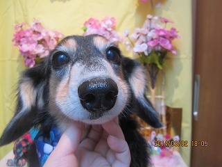 ファイル 7267-1.jpg