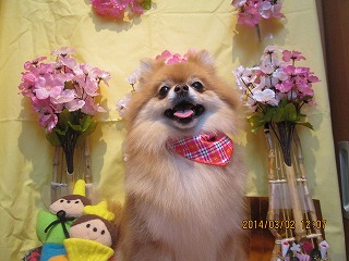 ファイル 7270-1.jpg