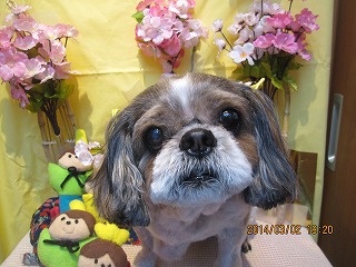 ファイル 7272-1.jpg