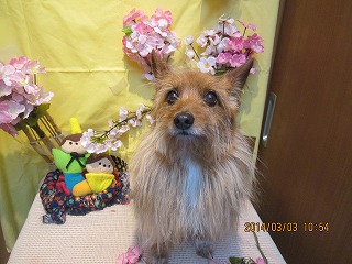 ファイル 7274-1.jpg