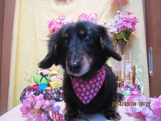 ファイル 7285-1.jpg