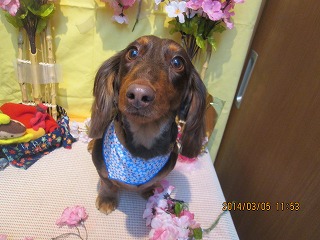 ファイル 7289-1.jpg