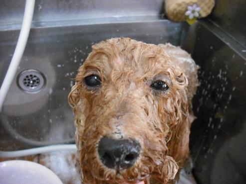 ファイル 729-2.jpg