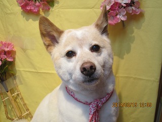 ファイル 7295-2.jpg