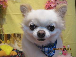 ファイル 7307-2.jpg