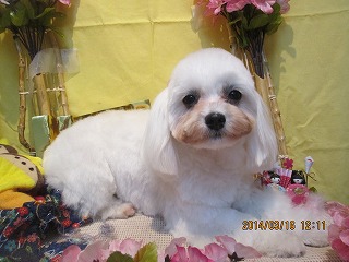 ファイル 7311-1.jpg