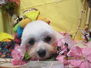 ファイル 7311-2.jpg