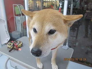 ファイル 7314-2.jpg