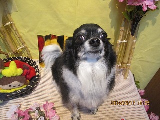 ファイル 7316-1.jpg