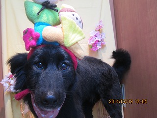 ファイル 7325-2.jpg