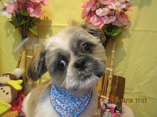 ファイル 7332-1.jpg