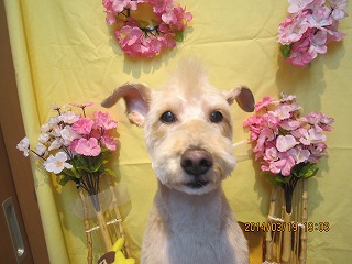 ファイル 7335-1.jpg