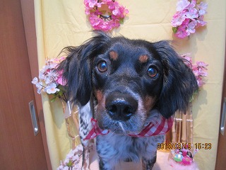 ファイル 7338-1.jpg