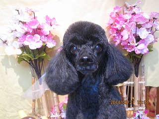 ファイル 7349-1.jpg