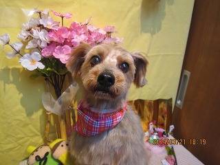 ファイル 7352-1.jpg