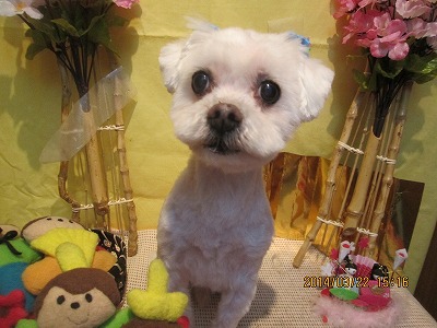 ファイル 7363-2.jpg