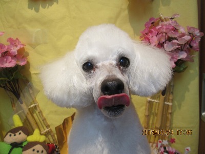 ファイル 7369-1.jpg