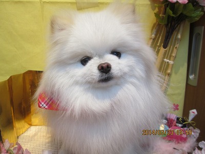 ファイル 7377-1.jpg