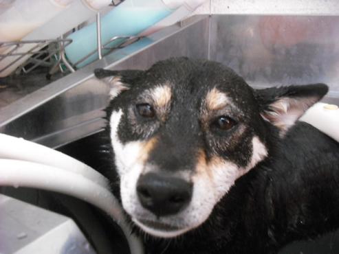 ファイル 738-2.jpg