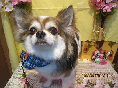 ファイル 7380-1.jpg