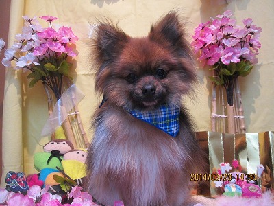 ファイル 7382-1.jpg