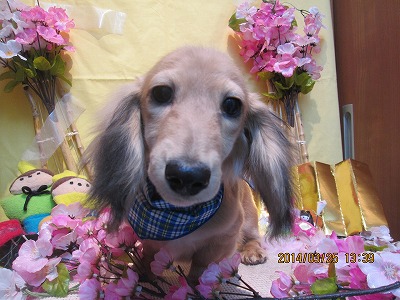 ファイル 7402-1.jpg