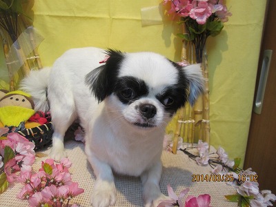 ファイル 7404-1.jpg