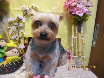 ファイル 7411-1.jpg